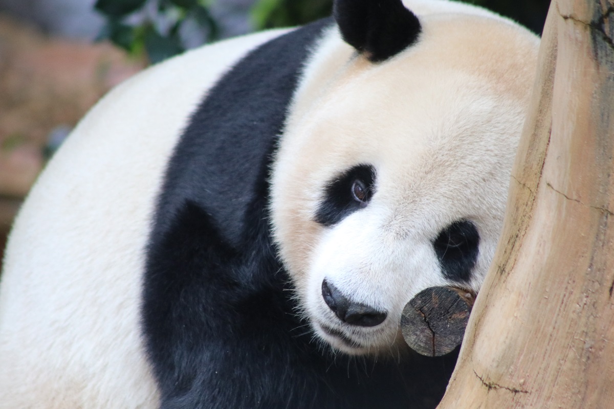 Giant Panda (Ailuropoda melanoleuca)