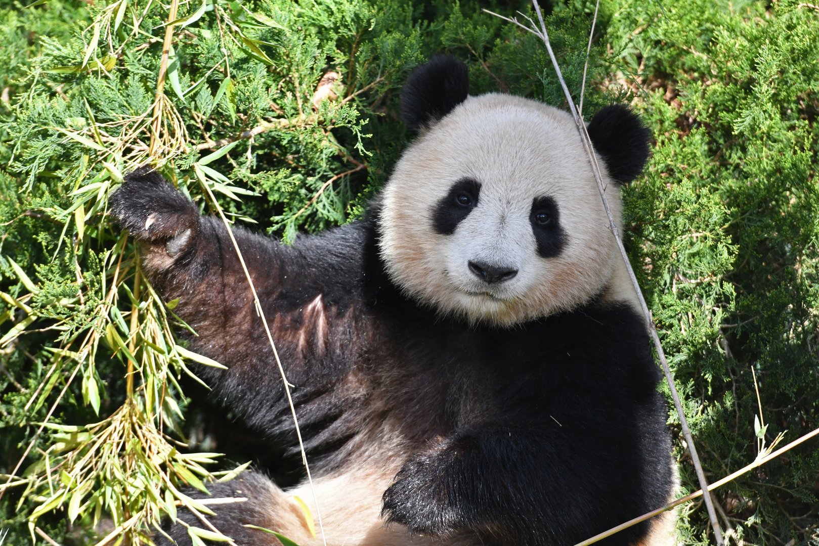 Giant panda (Ailuropoda melanoleuca)