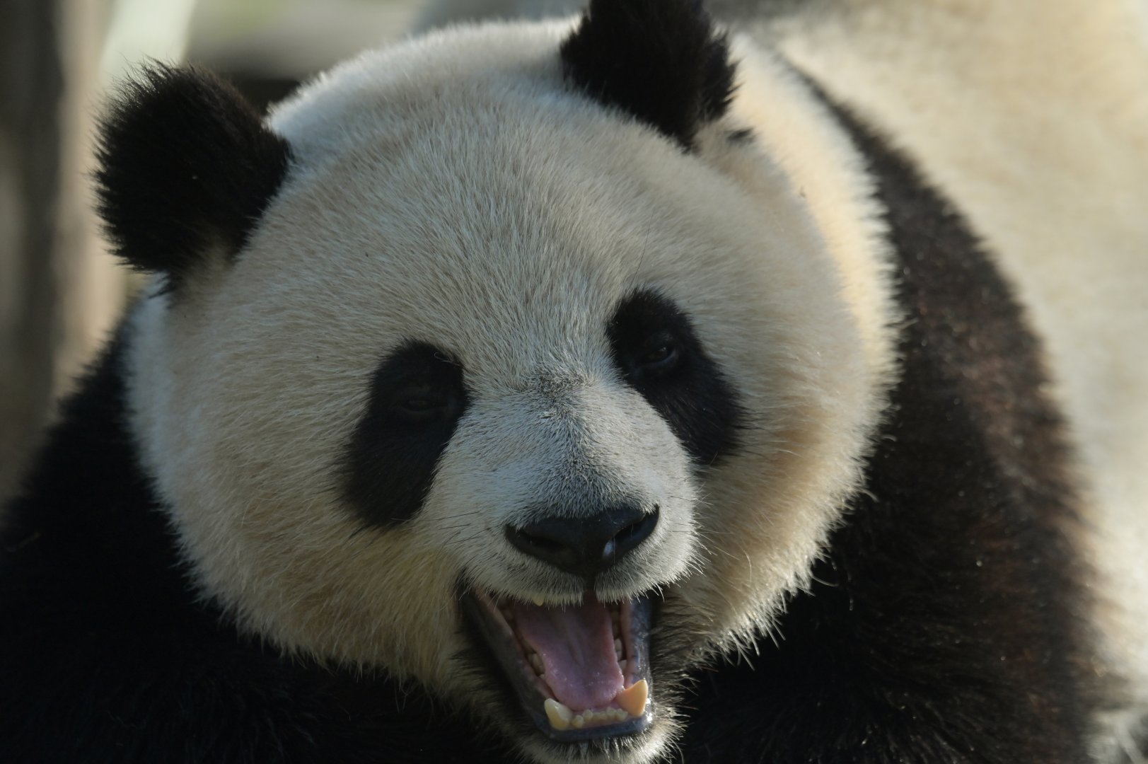 Giant panda (Ailuropoda melanoleuca)