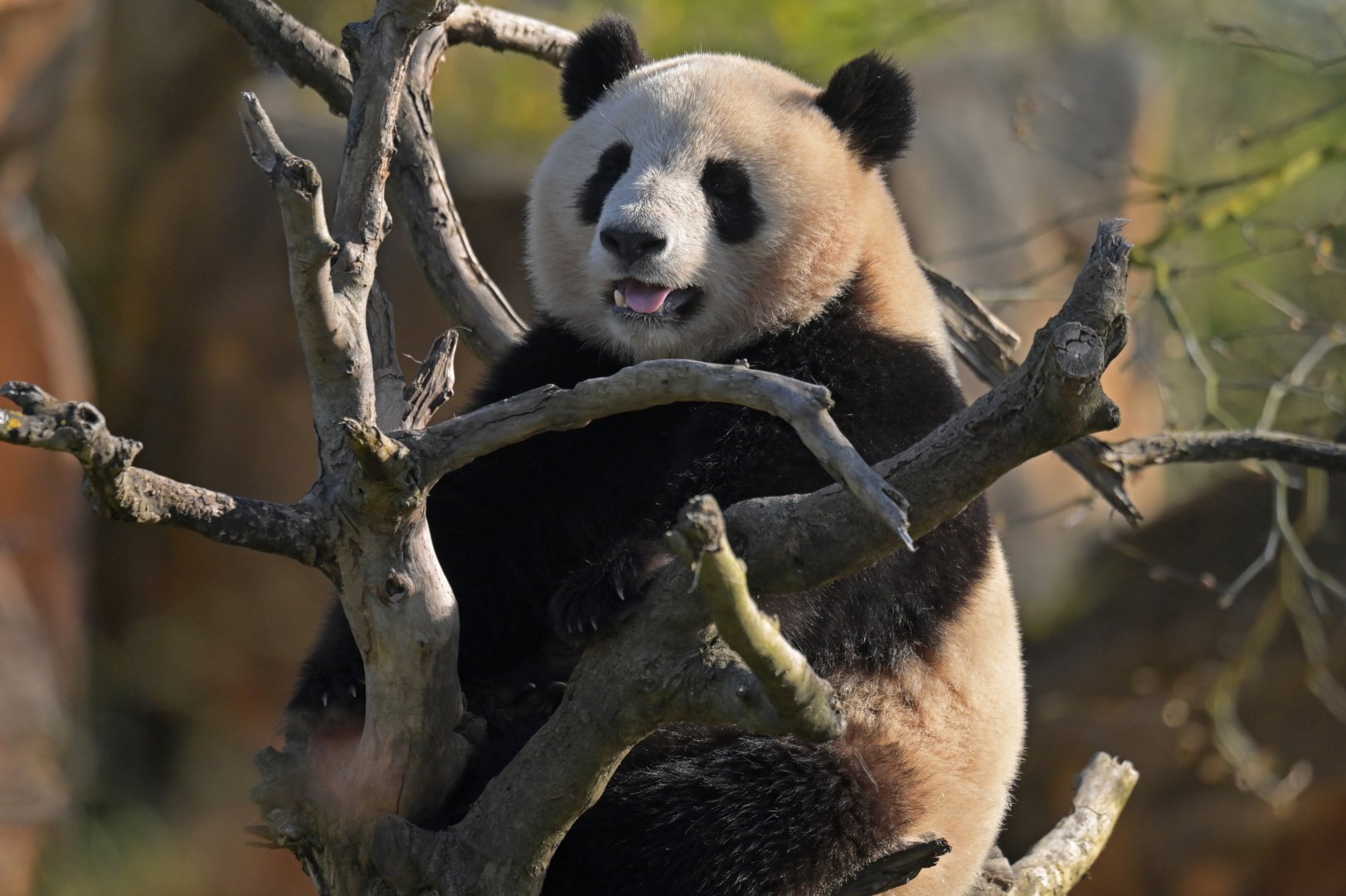 Giant panda (Ailuropoda melanoleuca)