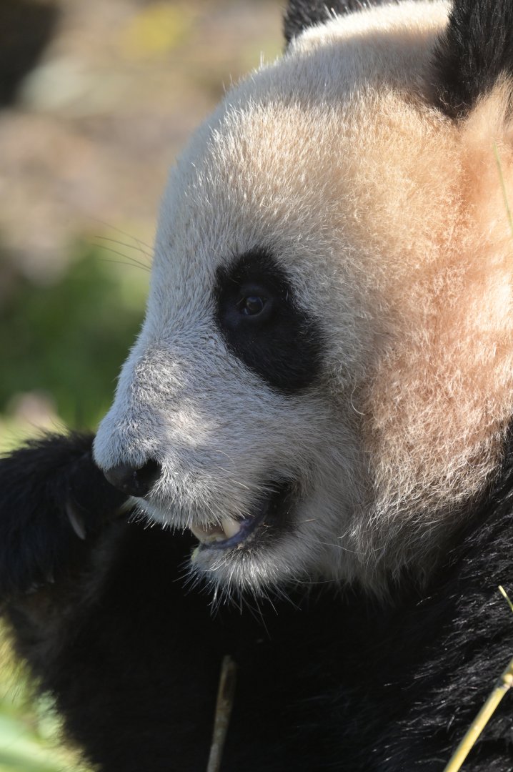 Giant panda (Ailuropoda melanoleuca)