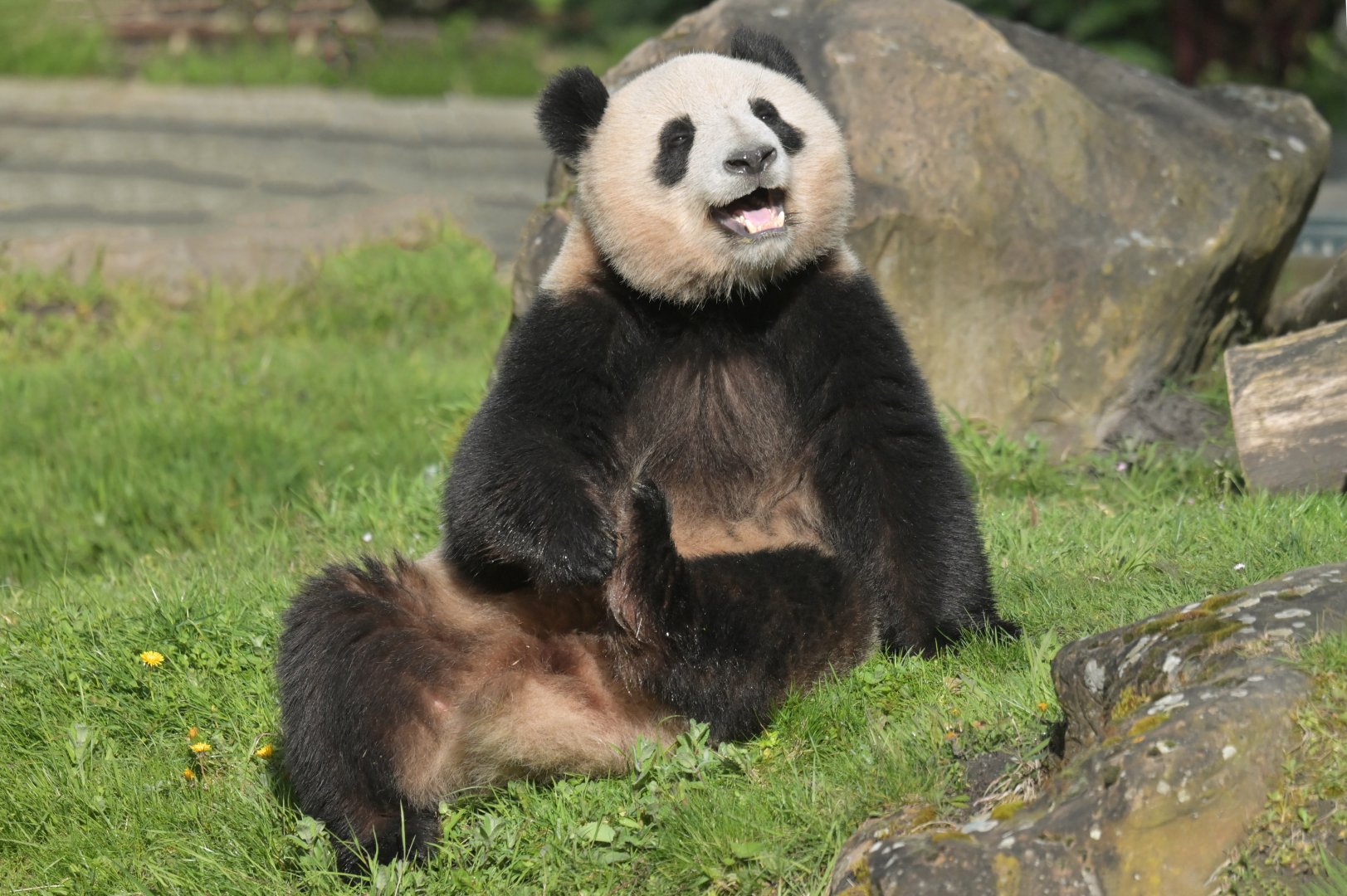 Giant panda (Ailuropoda melanoleuca)