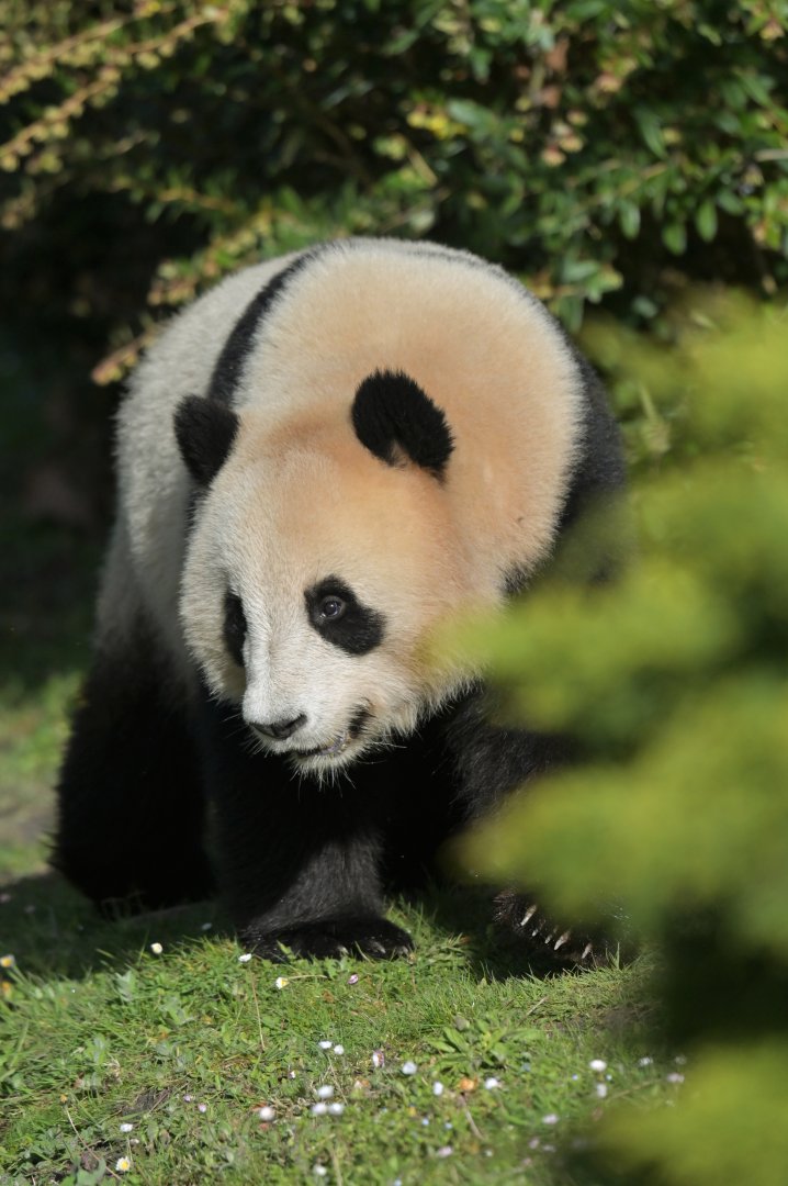 Giant panda (Ailuropoda melanoleuca)