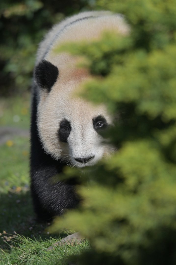 Giant panda (Ailuropoda melanoleuca)