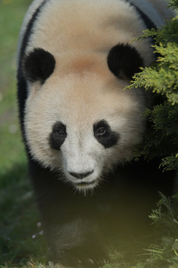 Giant panda (Ailuropoda melanoleuca)