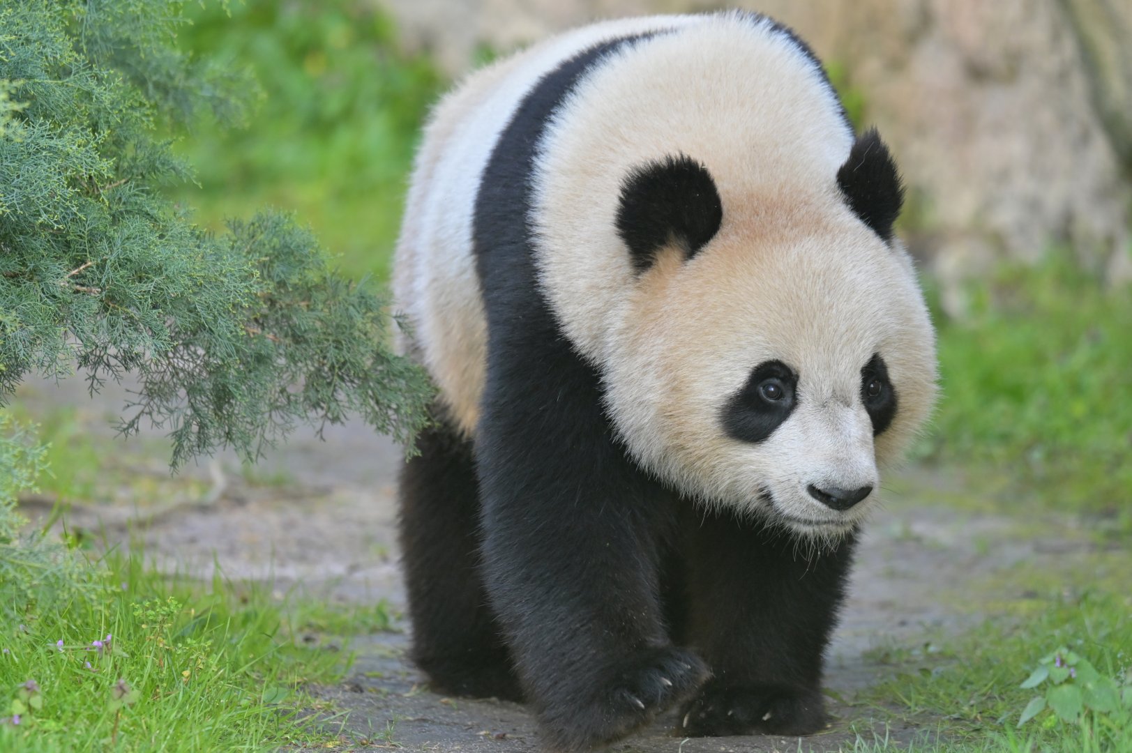 Giant panda (Ailuropoda melanoleuca)
