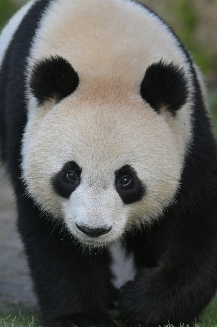 Giant panda (Ailuropoda melanoleuca)