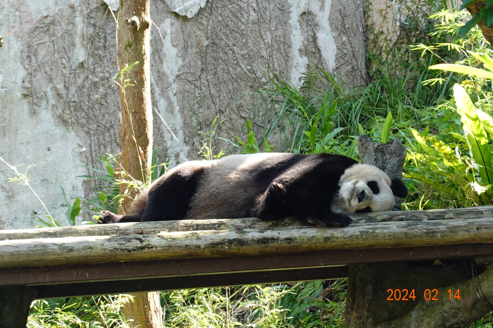 Giant Panda (Ailuropoda melanoleuca)