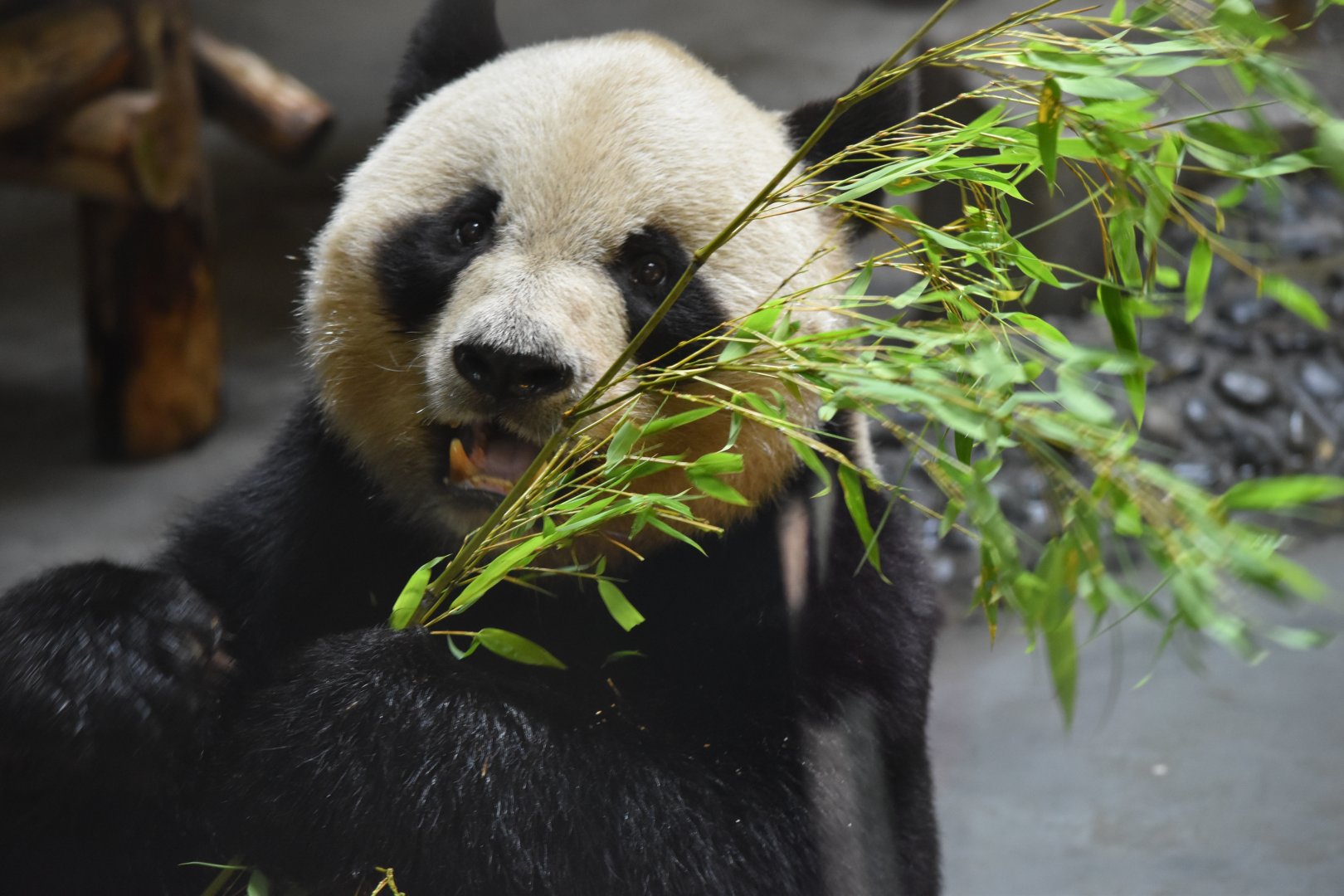 Giant panda (Ailuropoda melanoleuca)
