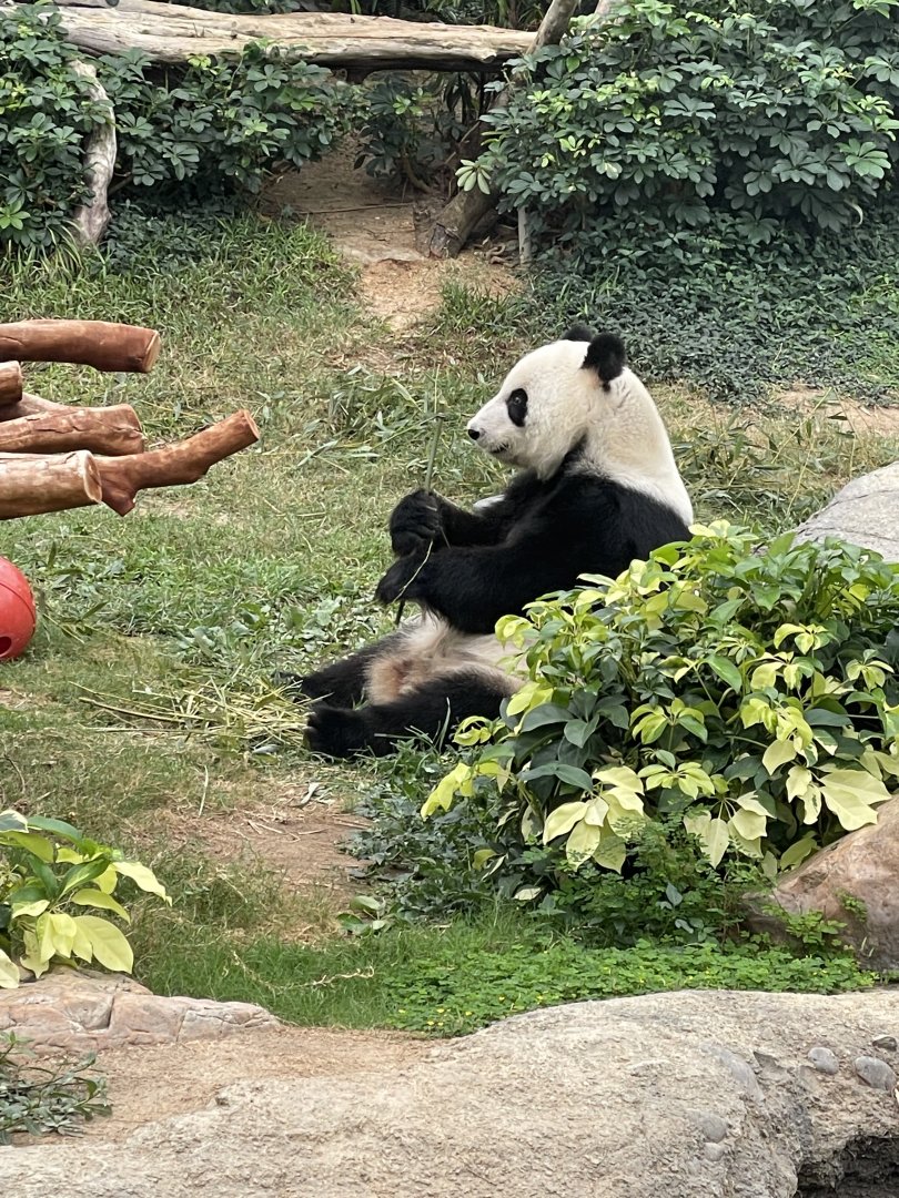 Giant Panda (Ailuropoda melanoleuca)