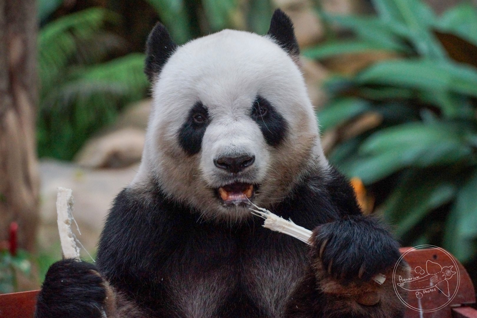 Giant Panda (Ailuropoda melanoleuca)
