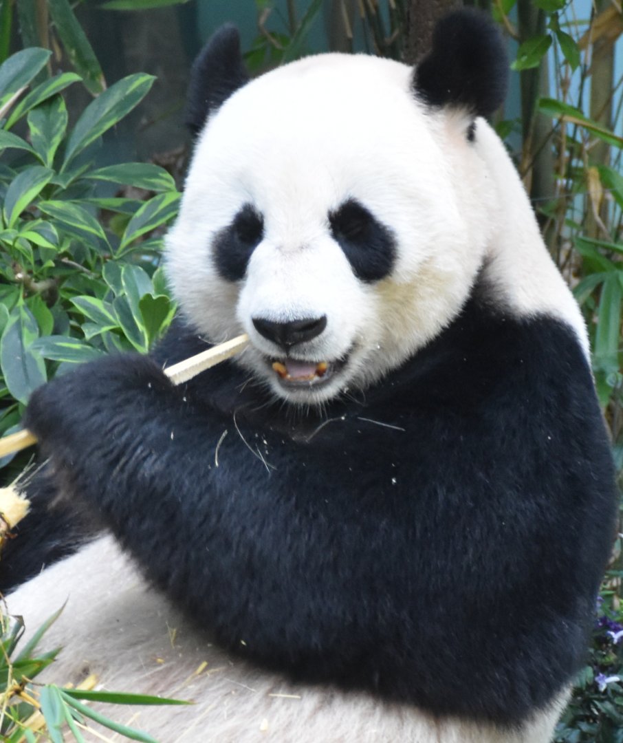 Giant Panda (Ailuropoda melanoleuca)