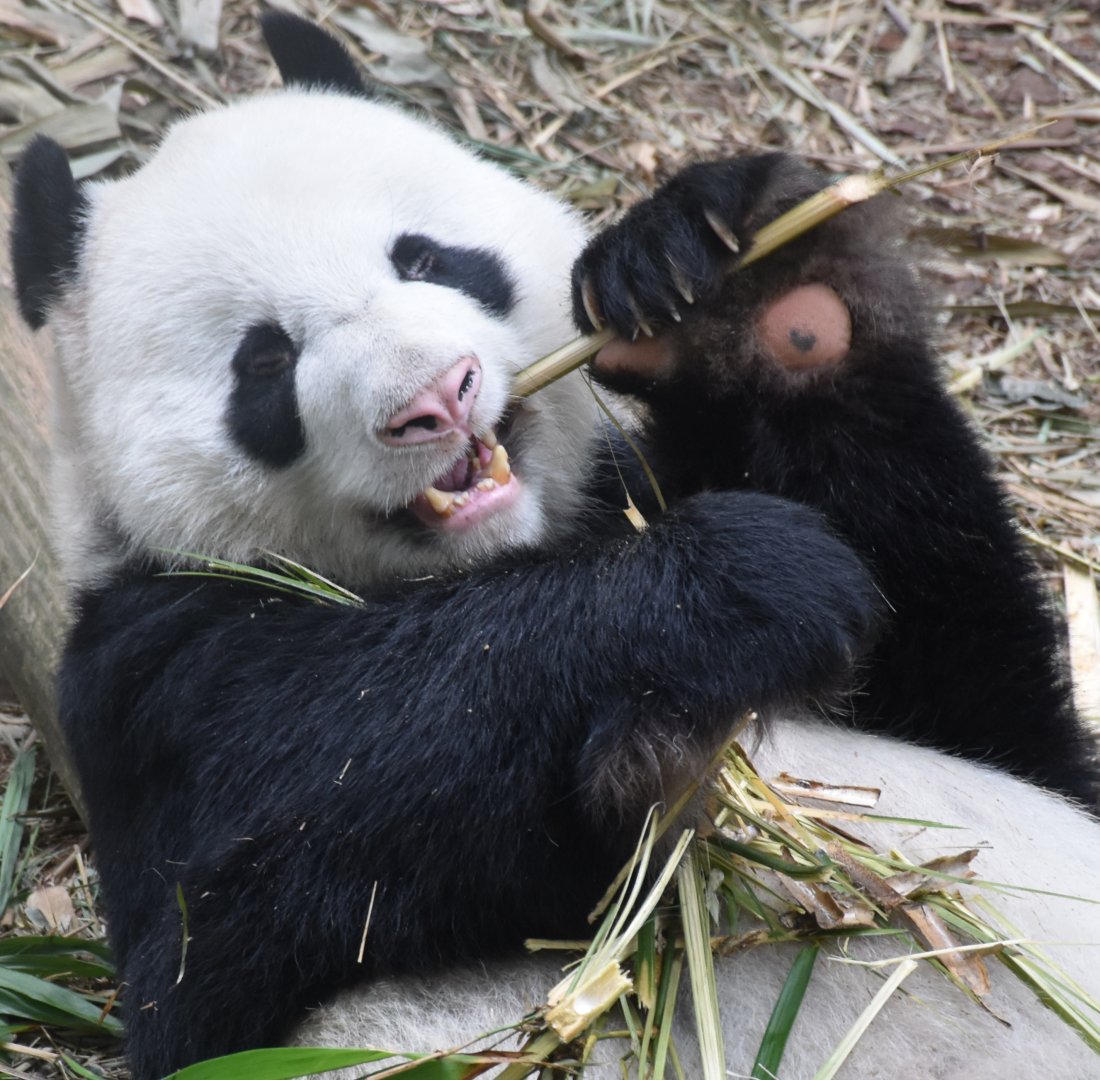 Giant Panda (Ailuropoda melanoleuca)