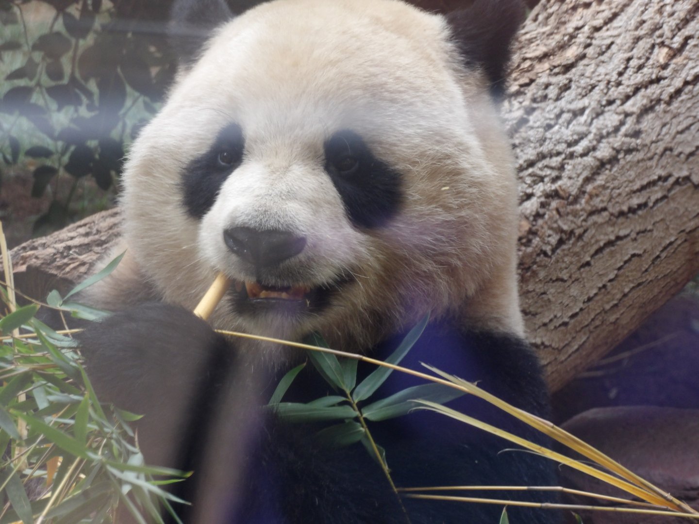 Giant Panda(Ailuropoda melanoleuca)