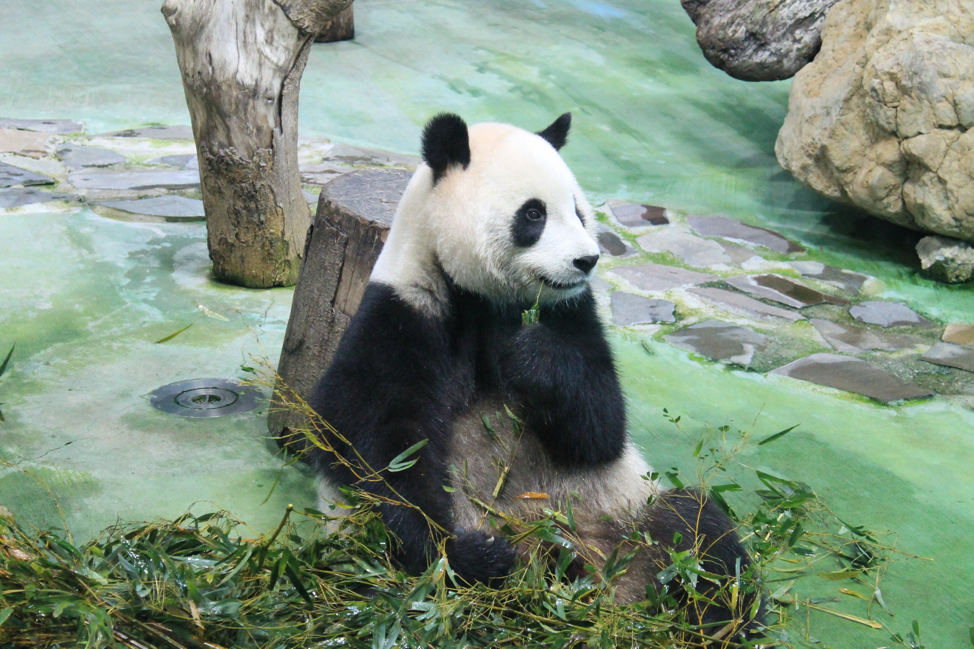 Giant Panda (Ailuropoda melanoleuca)