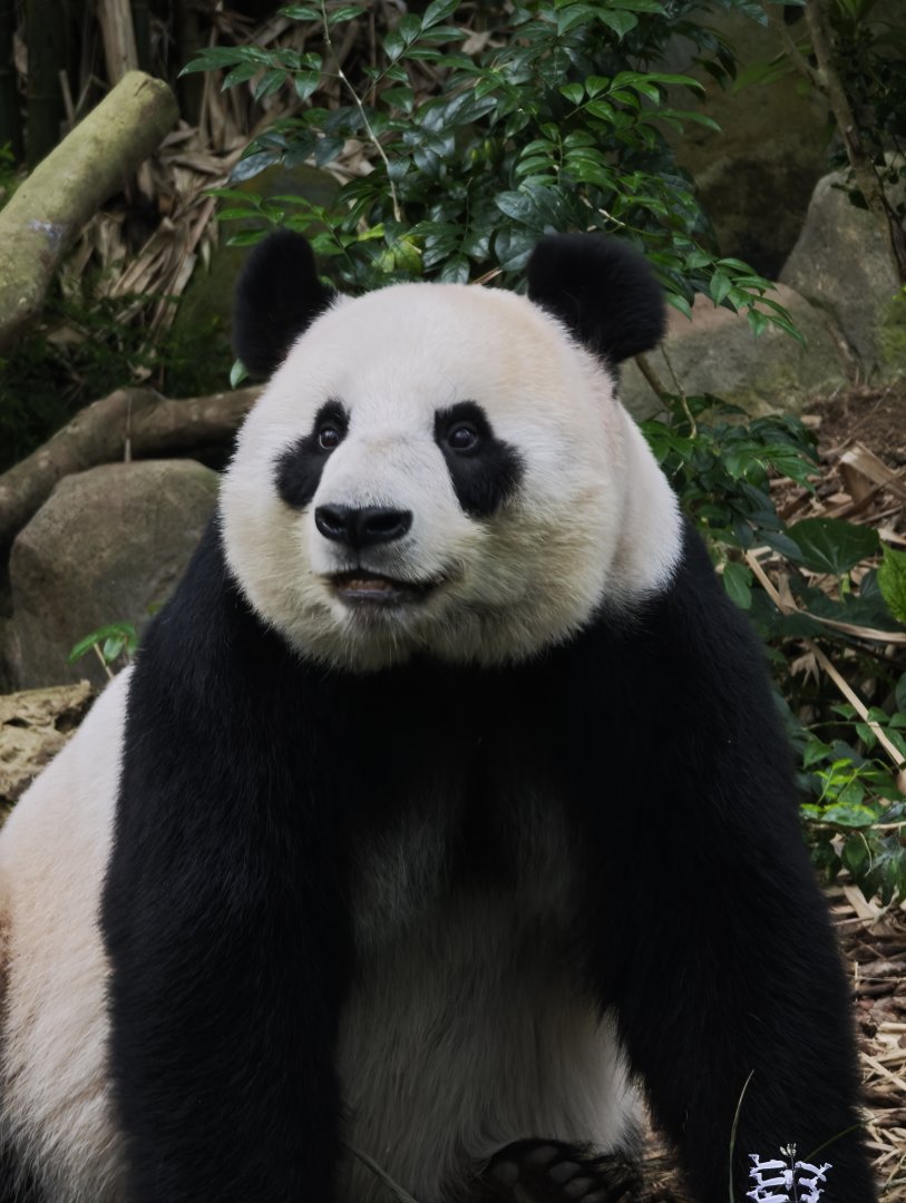 Giant Panda (Ailuropoda melanoleuca)