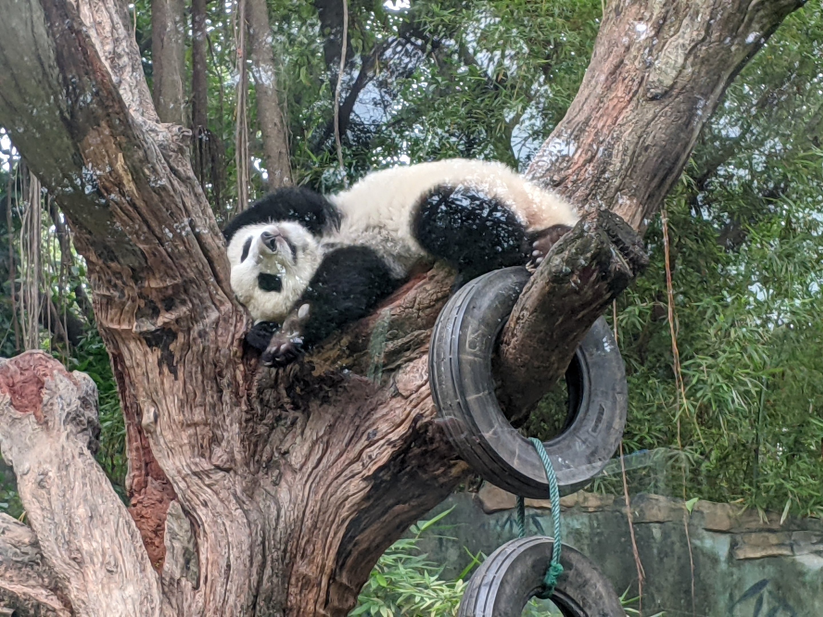 Giant Panda (Ailuropoda melanoleuca)