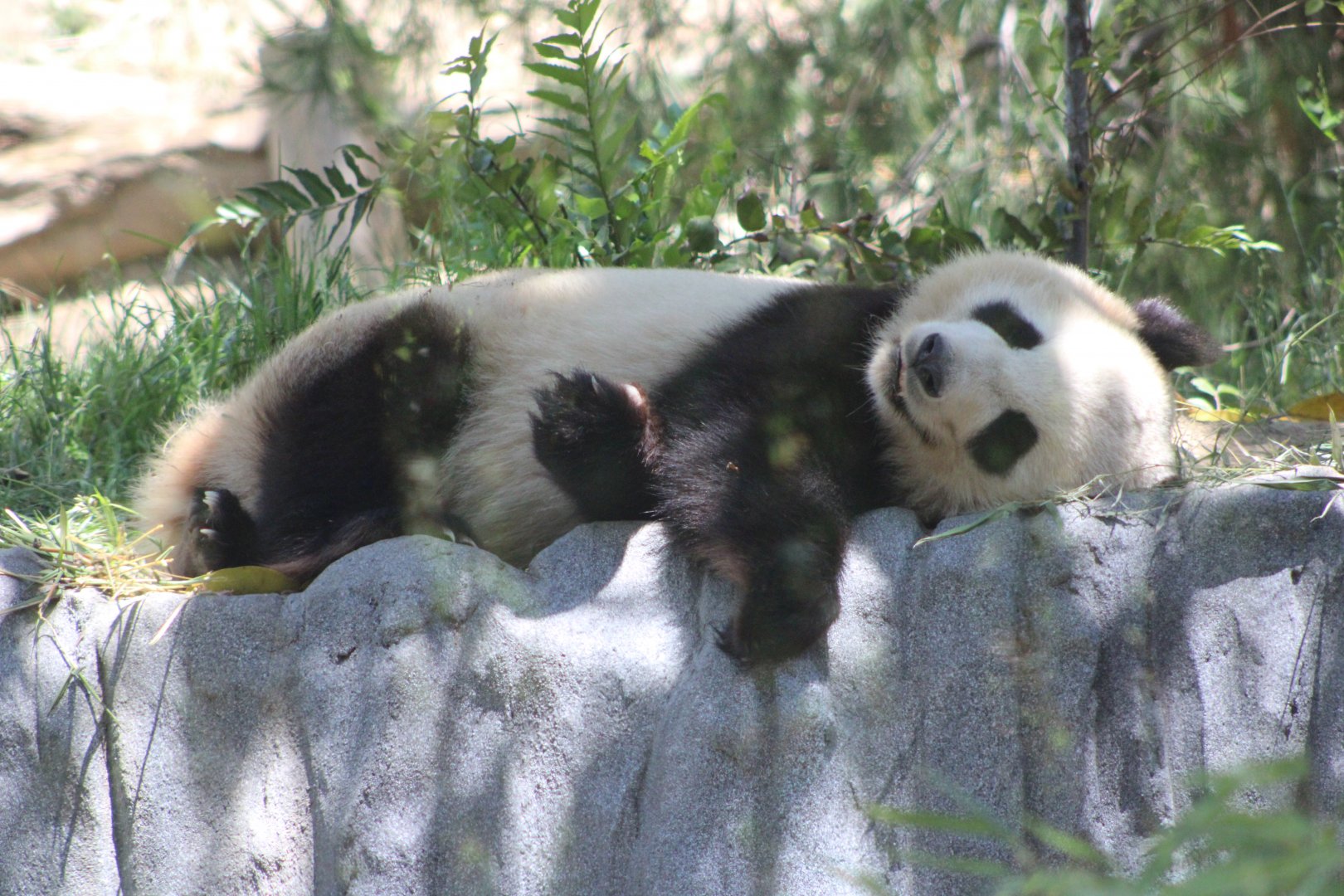 Giant Panda (Ailuropoda melanoleuca)