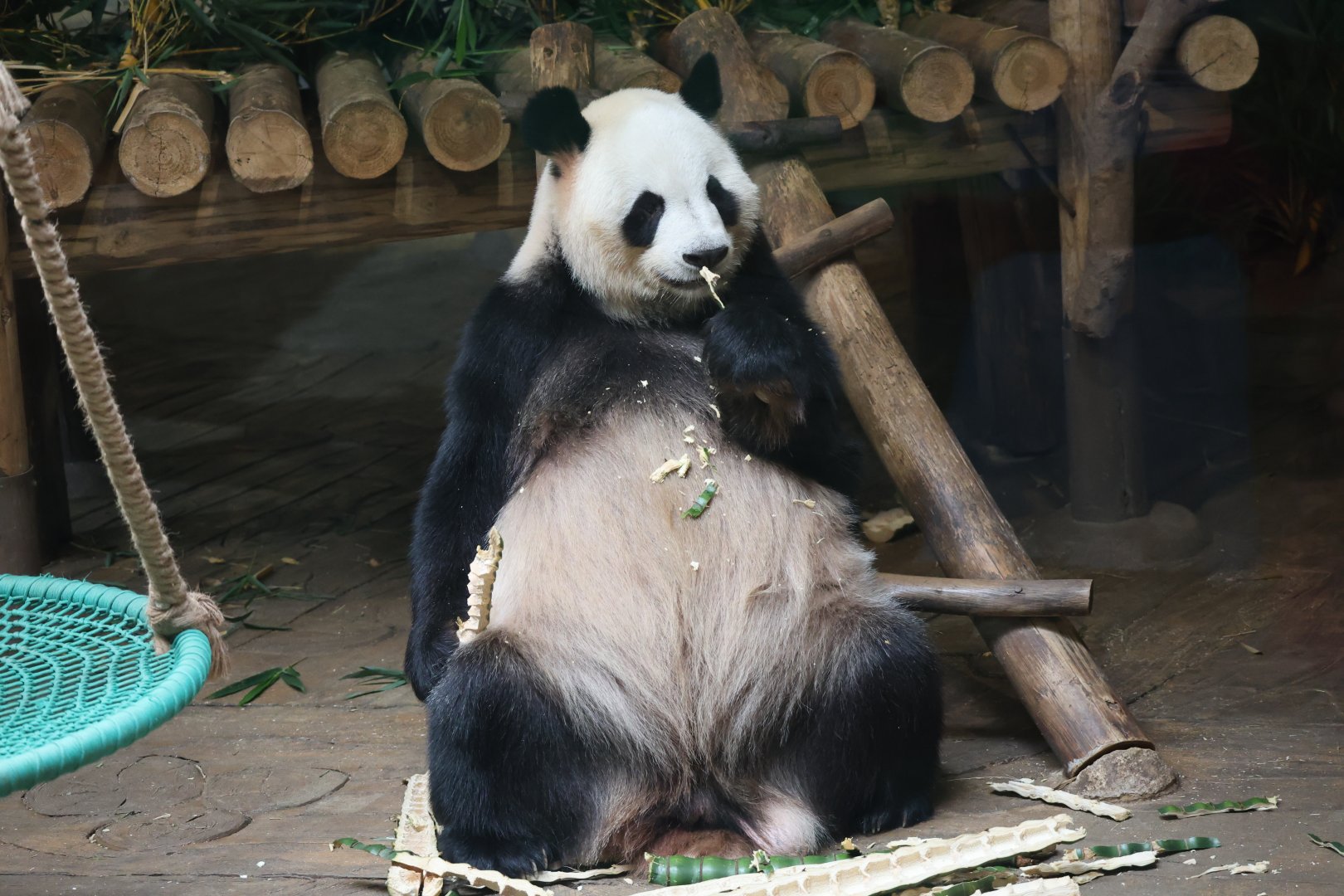 Giant panda (Ailuropoda melanoleuca)