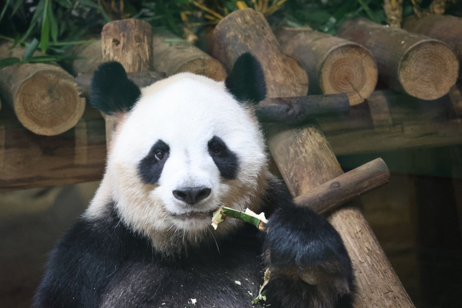Giant panda (Ailuropoda melanoleuca)