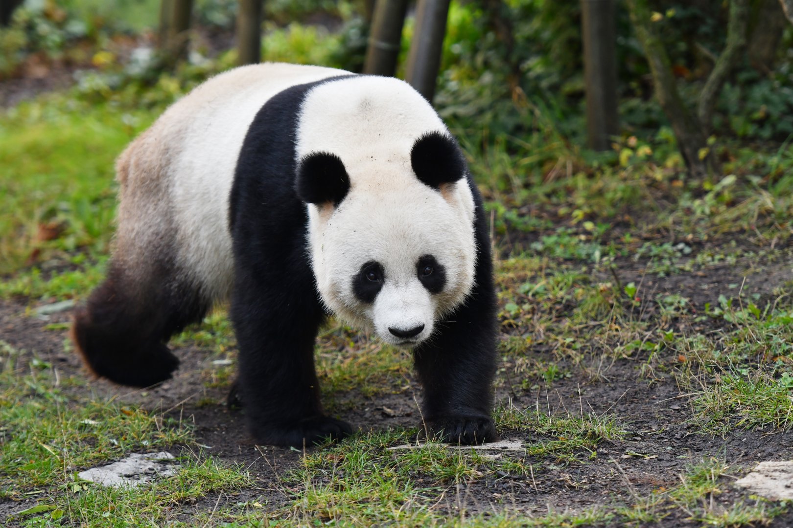 Giant panda (Ailuropoda melanoleuca)