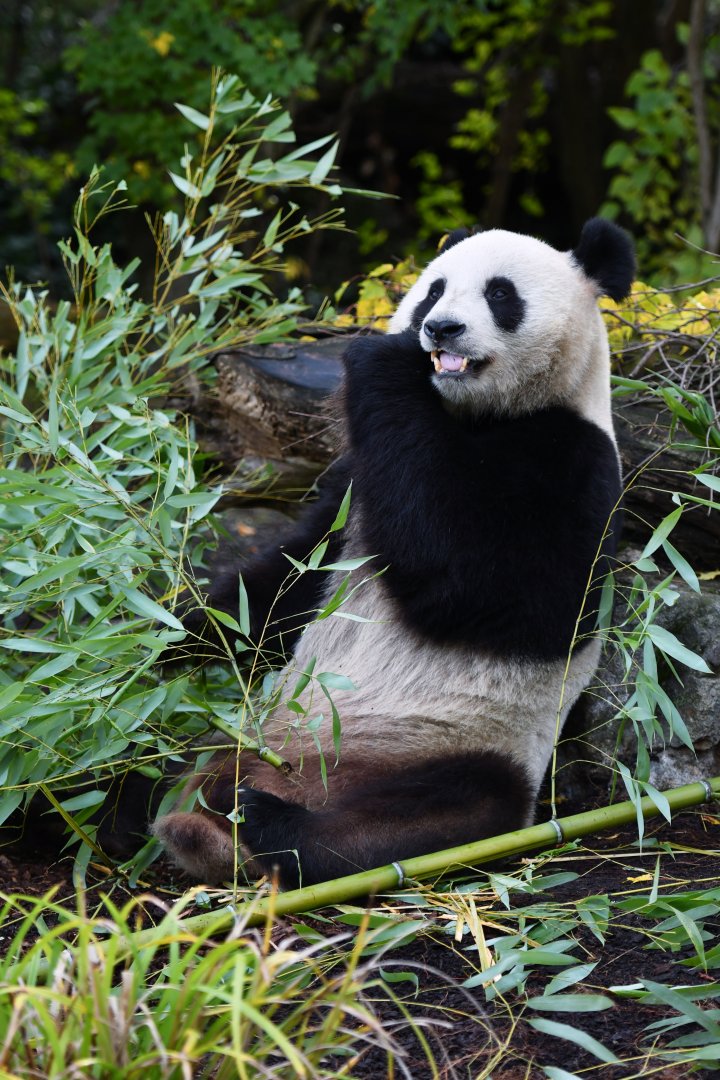 Giant panda (Ailuropoda melanoleuca)