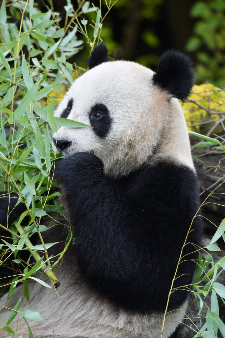 Giant panda (Ailuropoda melanoleuca)