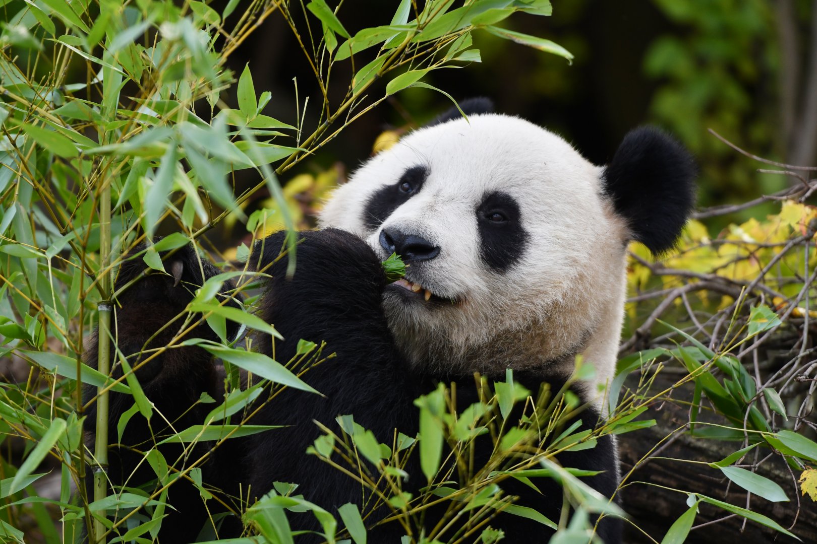 Giant panda (Ailuropoda melanoleuca)