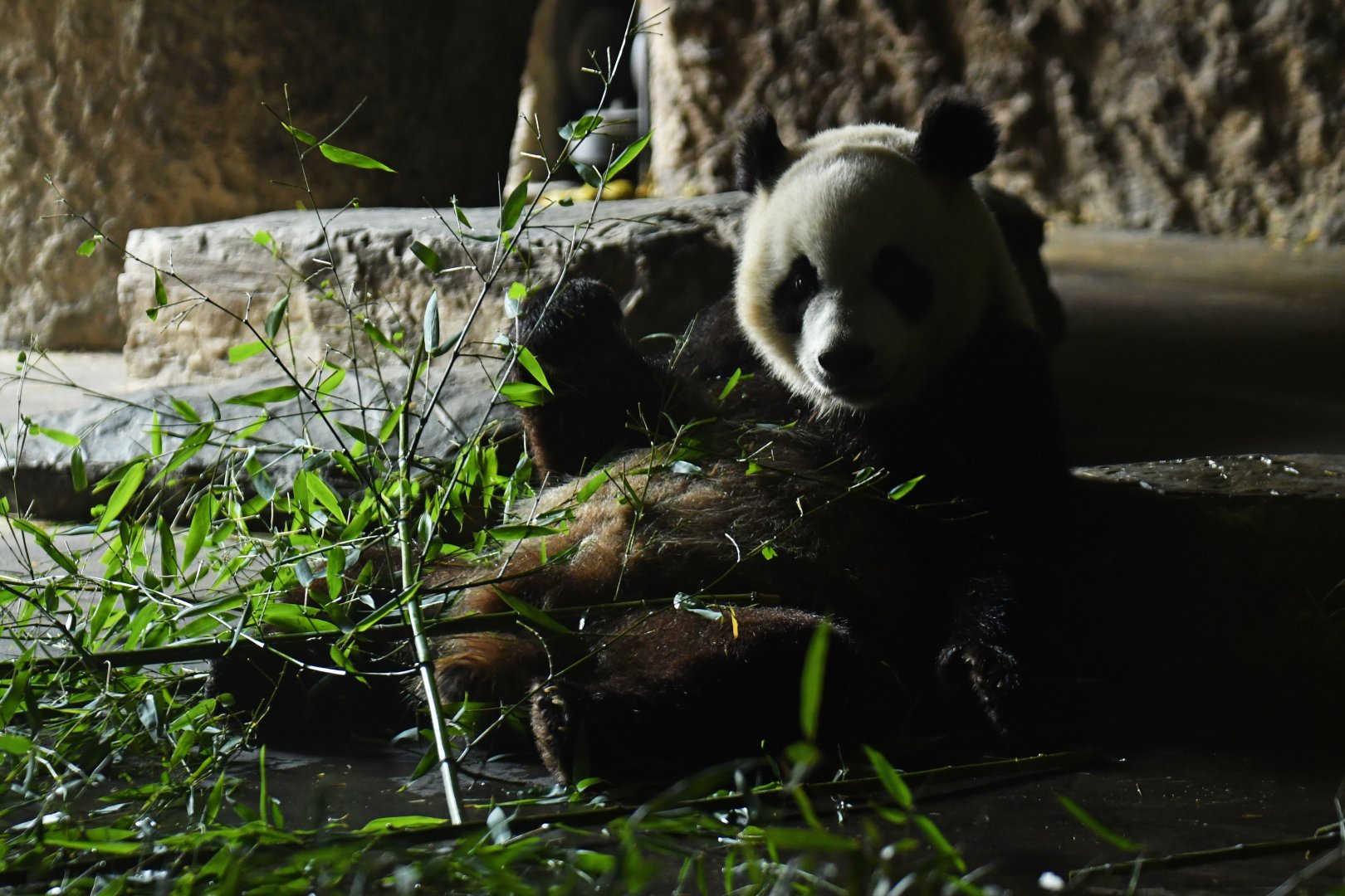 Giant panda (Ailuropodo melanoleuca)