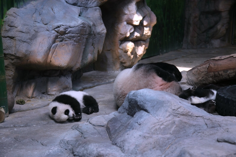 Giant panda and her triplets