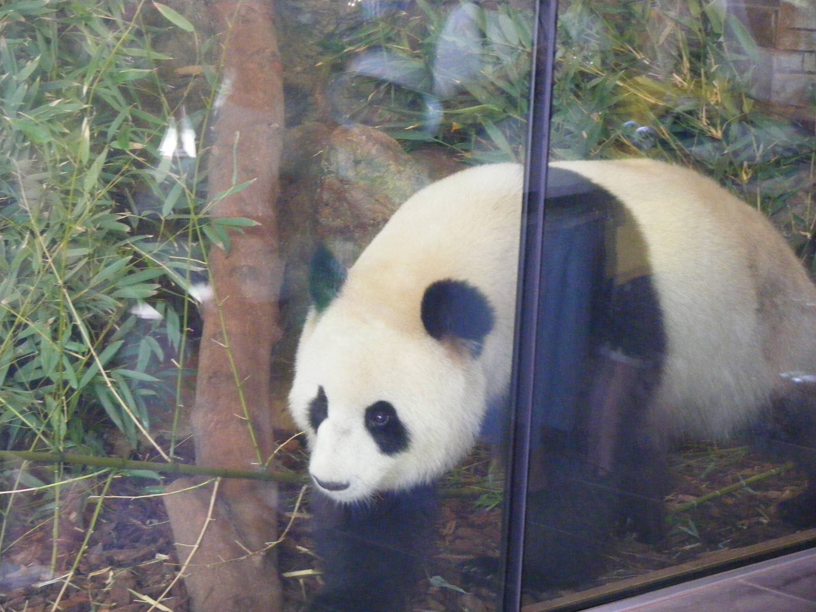 Giant Panda - April, 2010