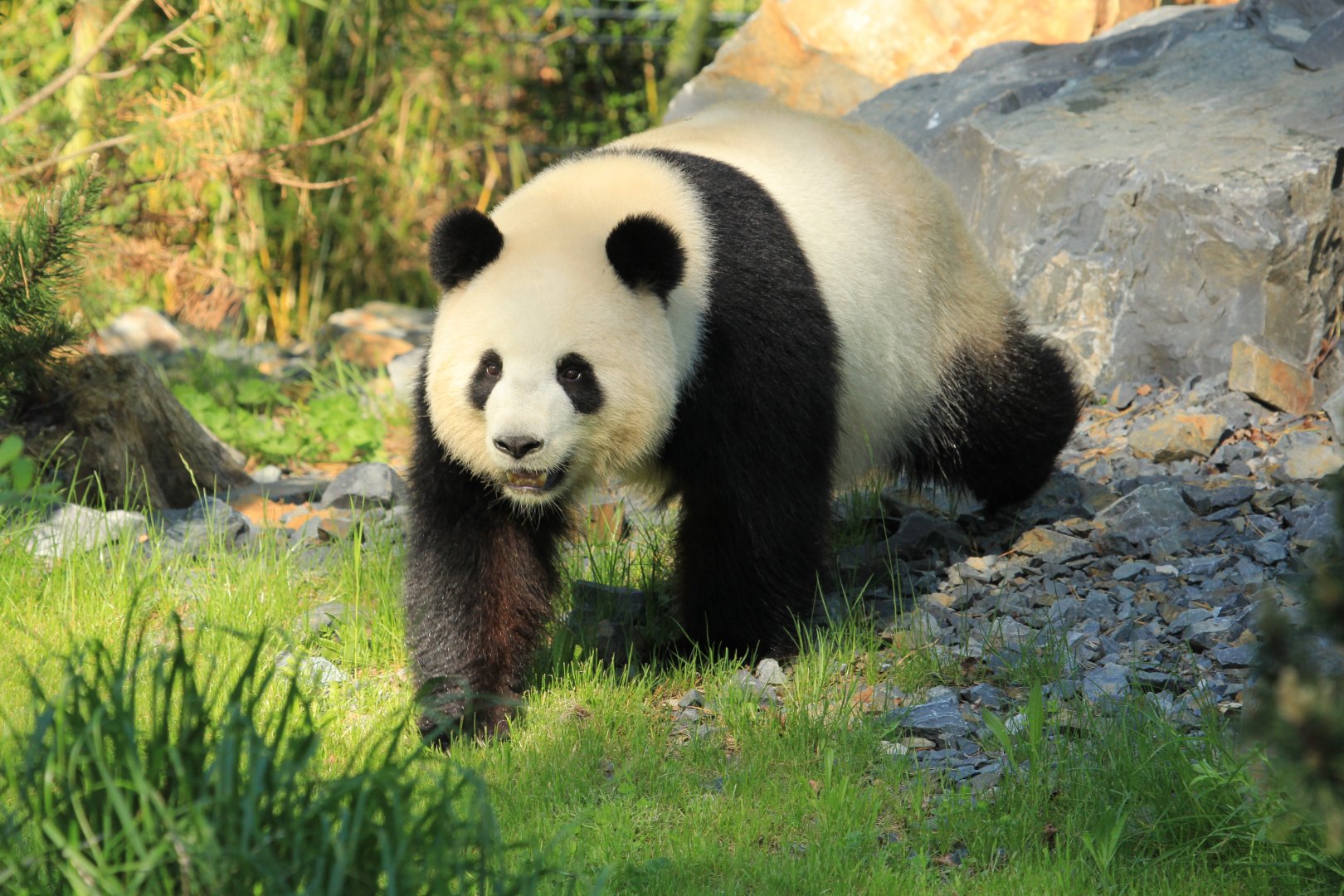 Giant Panda (April 2018)
