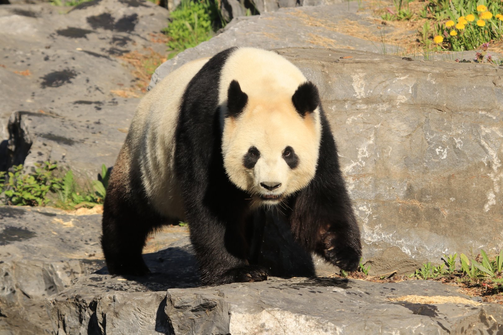 Giant Panda (April 2019)