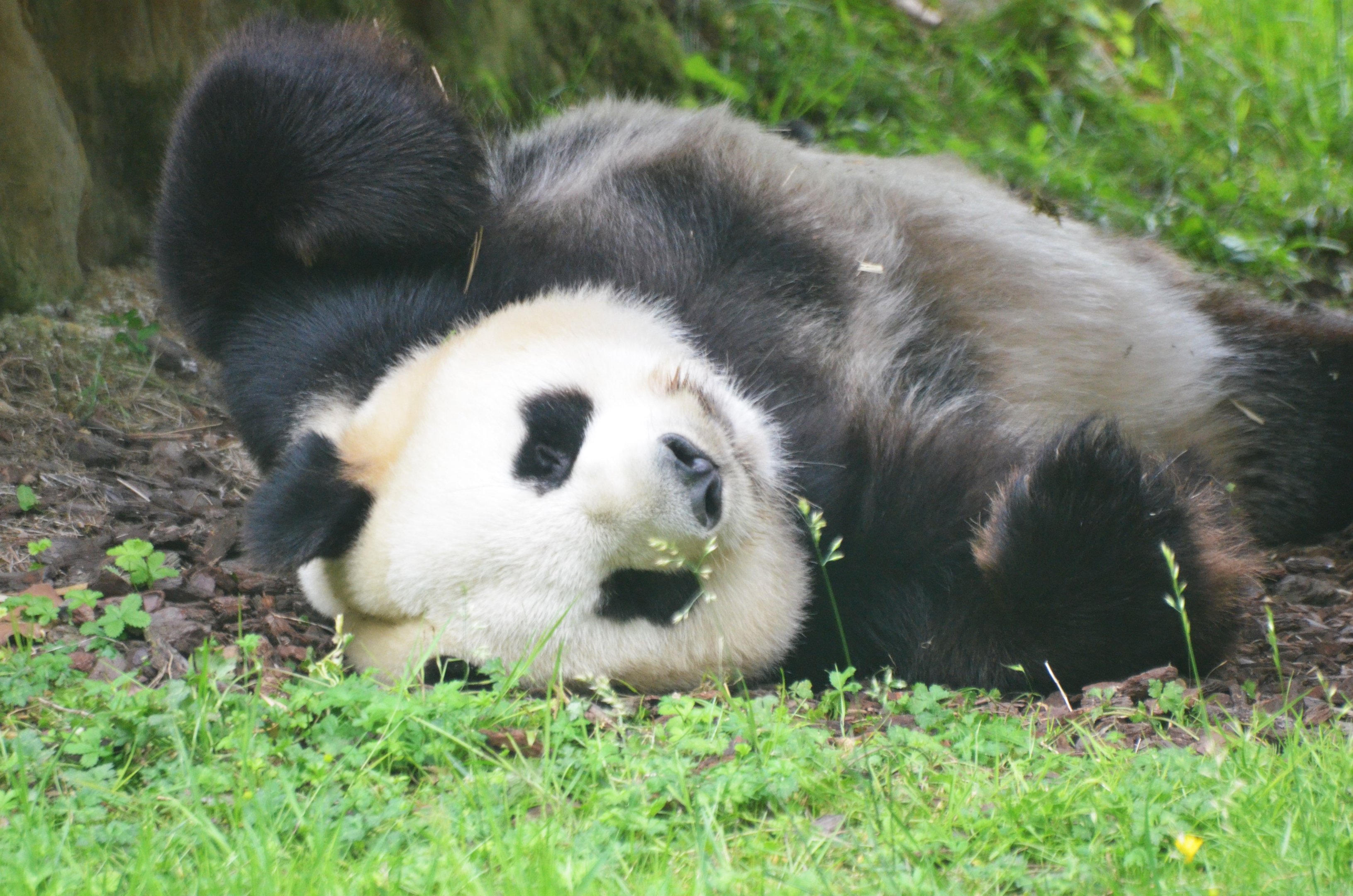 Giant Panda at Beauval, 12/06/18