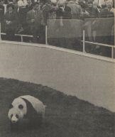 Giant Panda At Beekse Bergen