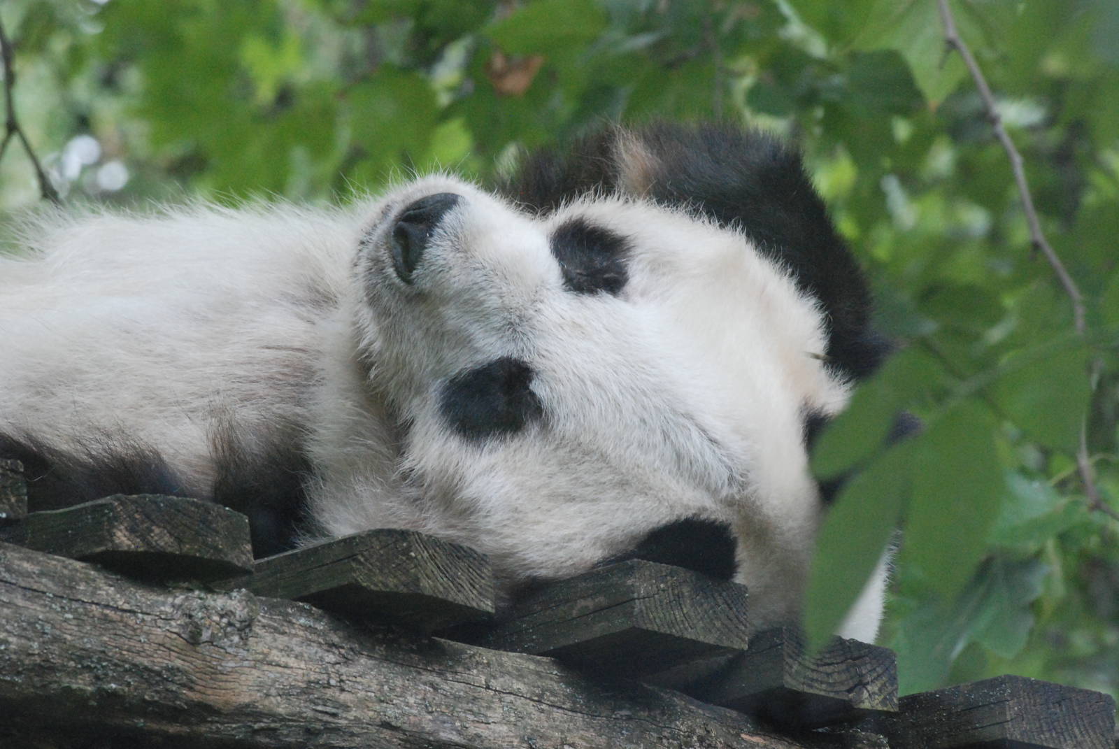 Giant Panda at Berlin Zoo, 31/08/11