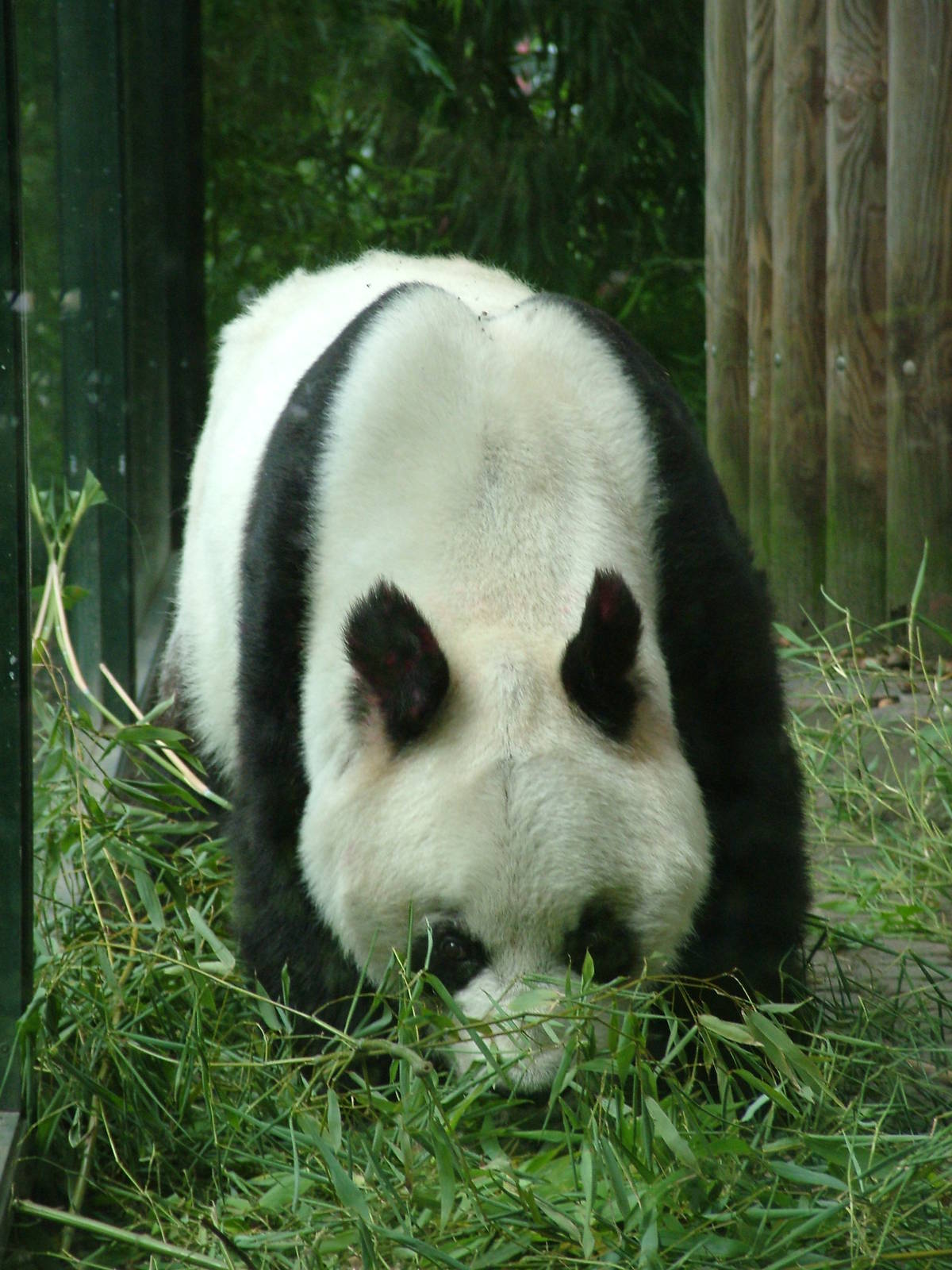 Giant Panda at Berlin Zoo, 31/08/11