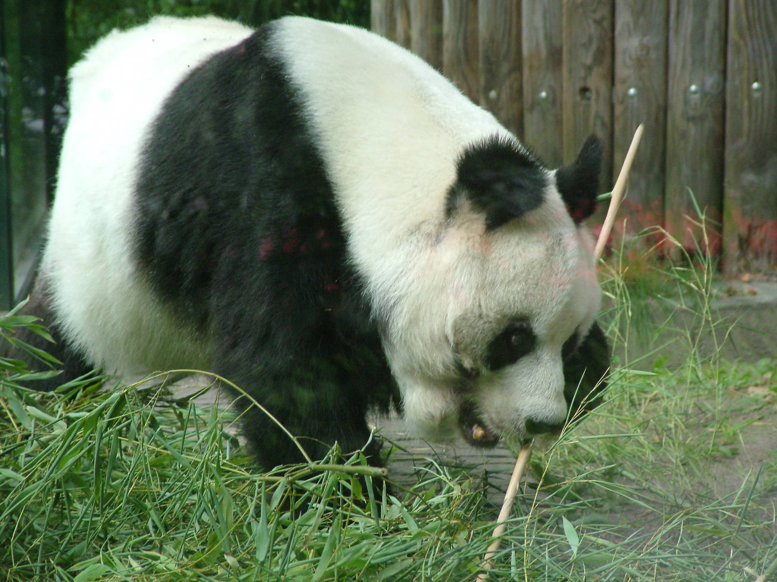 Giant Panda at Berlin Zoo, 31/08/11