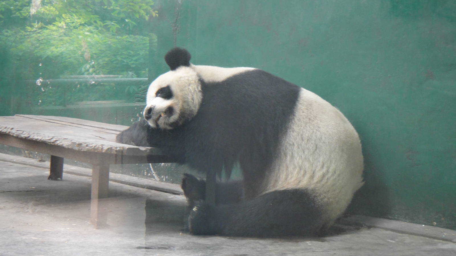 Giant Panda at Chengdu zoo 2012-5-11