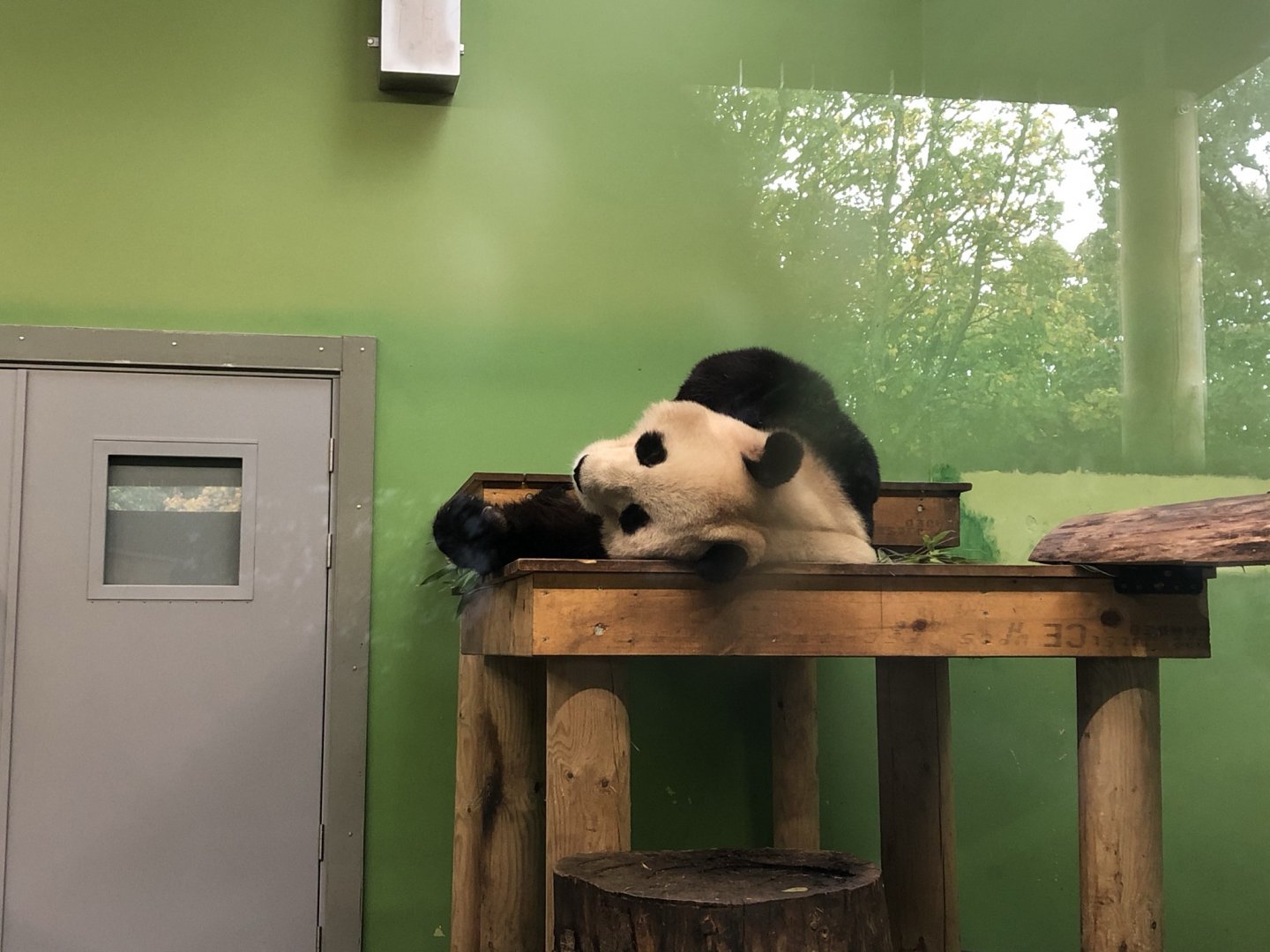 Giant Panda at Edinburgh Zoo (2020)