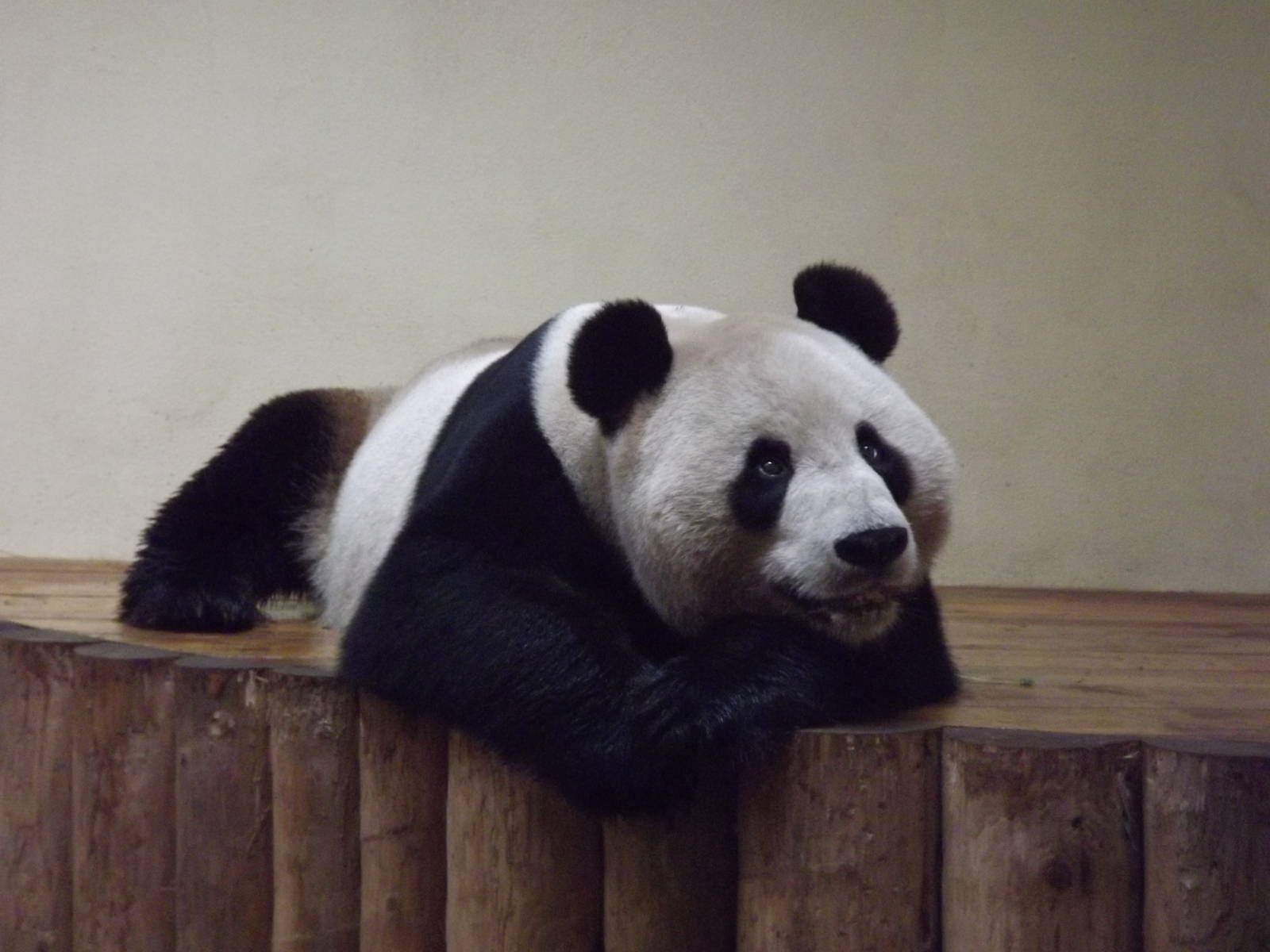 Giant panda at Edinburgh Zoo 28/12/11