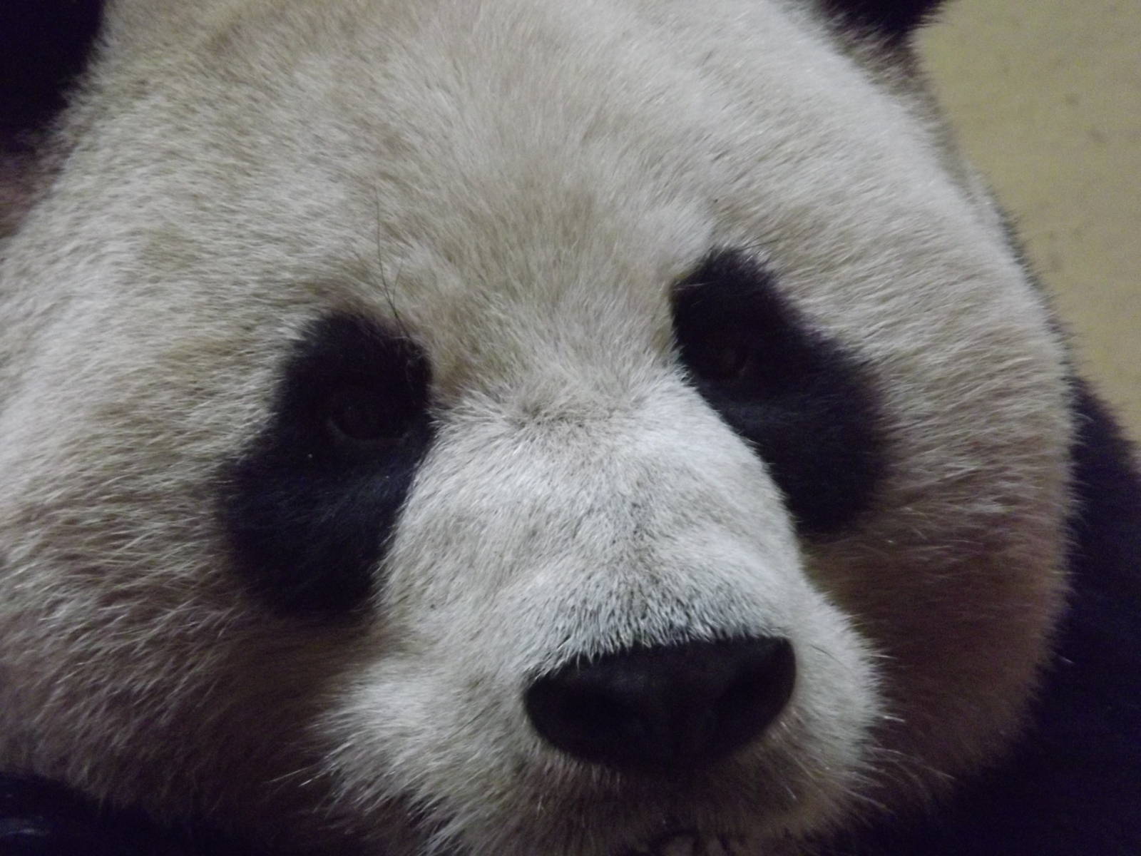 Giant panda at Edinburgh Zoo 28/12/11