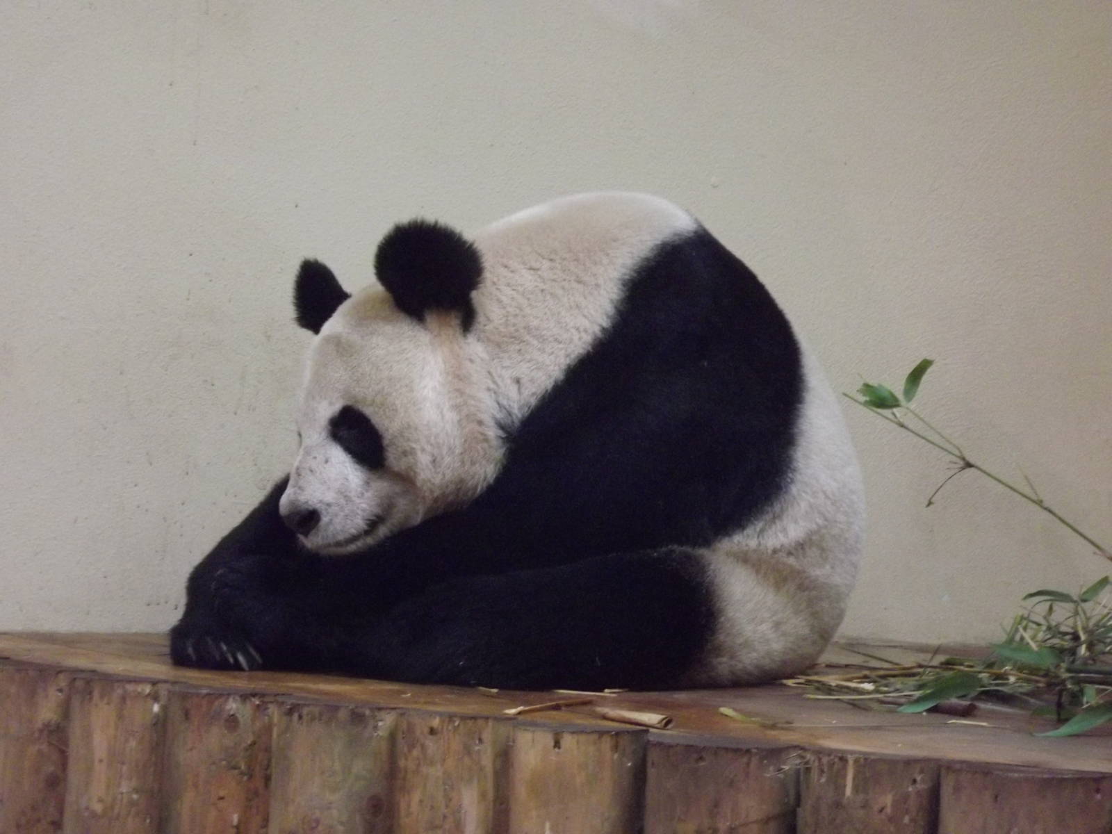 Giant panda at Edinburgh Zoo 28/12/11