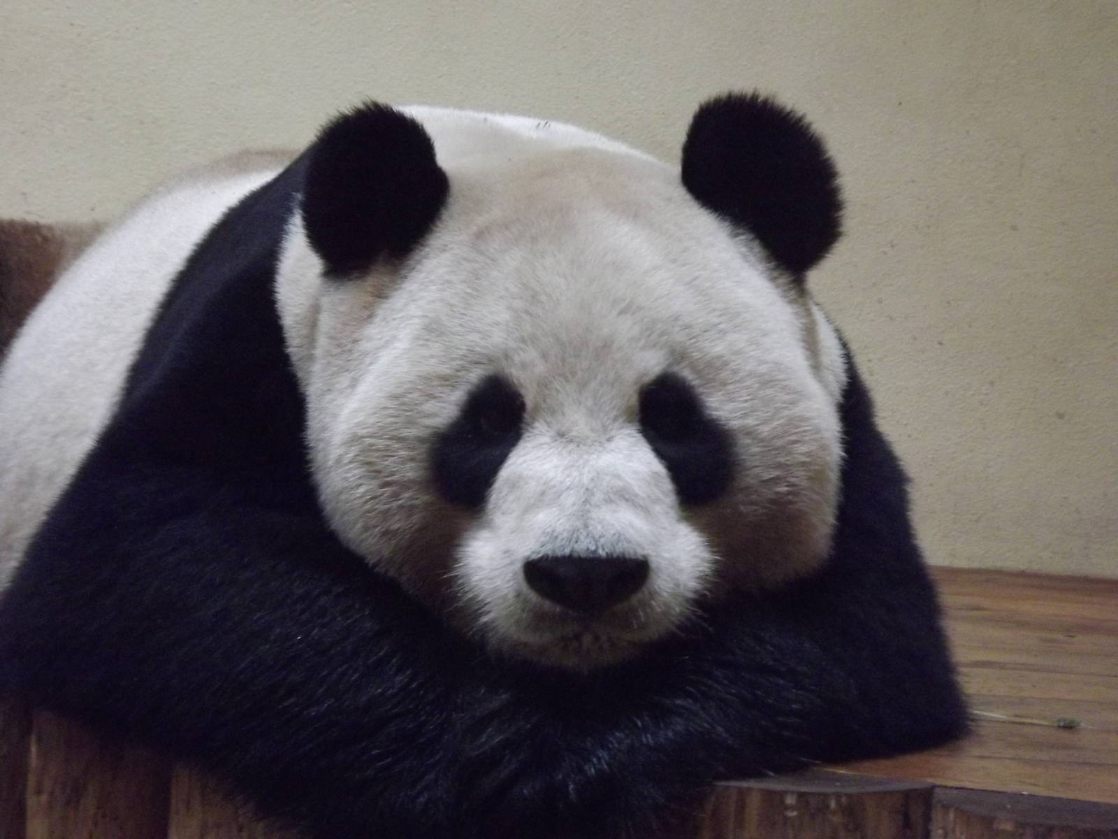 Giant panda at Edinburgh Zoo 28/12/11