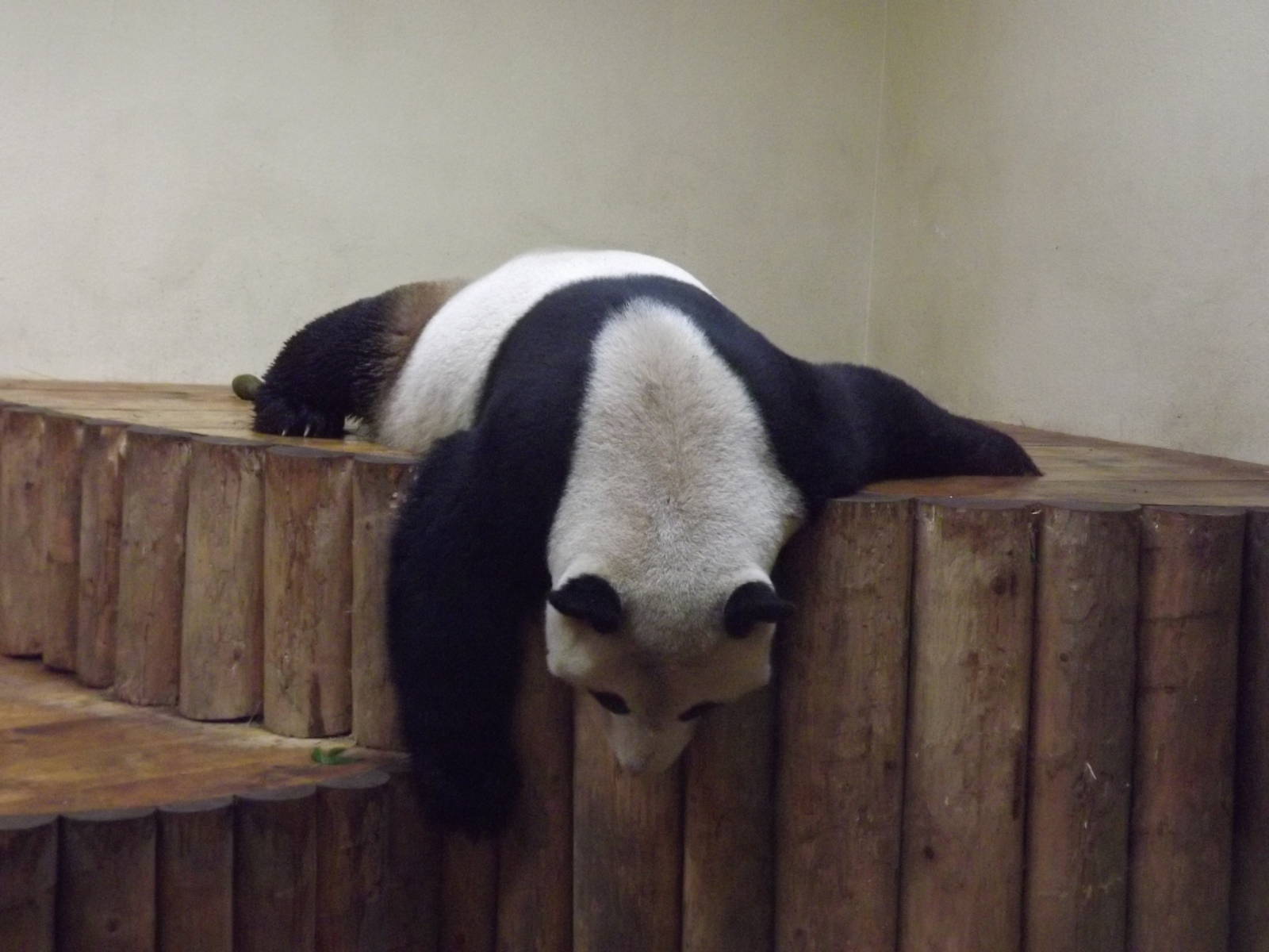 Giant panda at Edinburgh Zoo 28/12/11