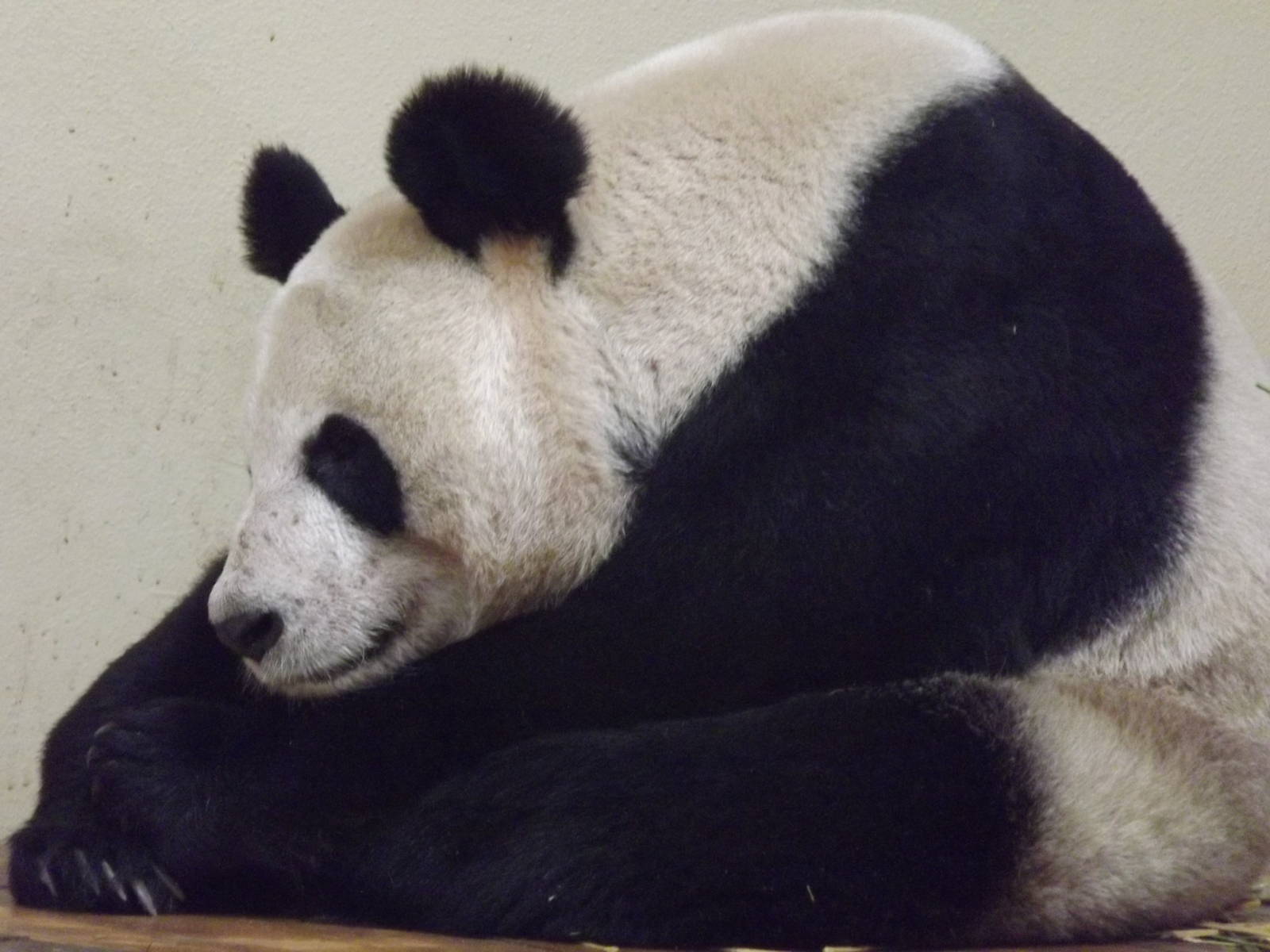 Giant panda at Edinburgh Zoo 28/12/11