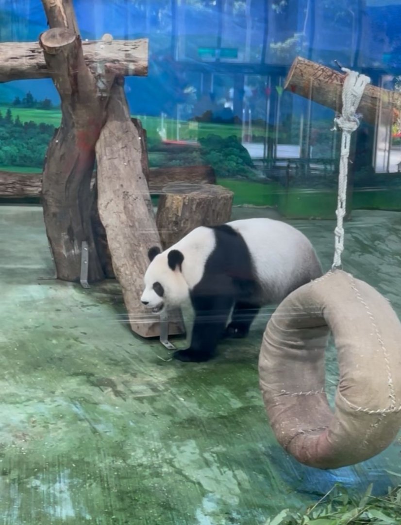 Giant panda at Giant panda house