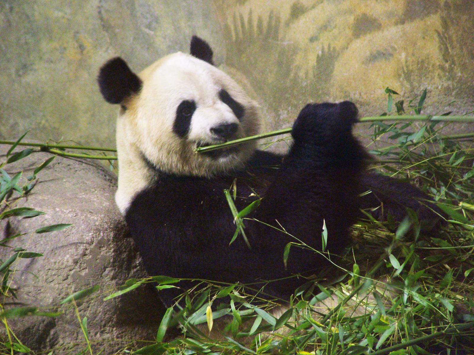 Giant Panda at Madrid Zoo Aquarium, 26/05/11