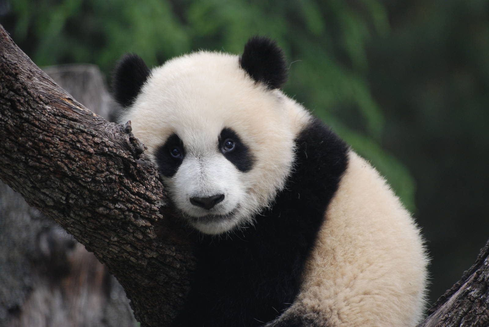 Giant Panda at Madrid Zoo Aquarium, 26/05/11