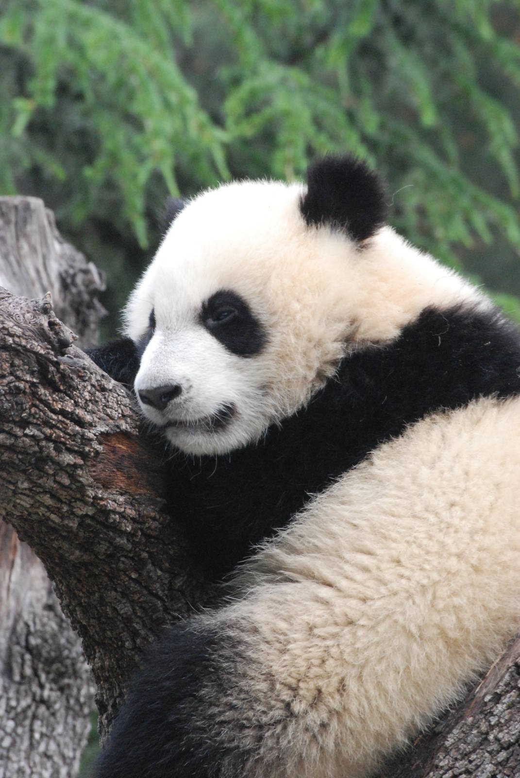 Giant Panda at Madrid Zoo Aquarium, 26/05/11